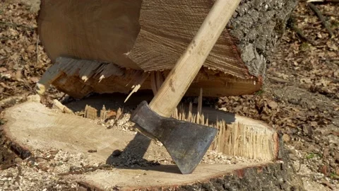Sawn tree in the forest. The result of the lumberjack's work. Stock Footage 175169077