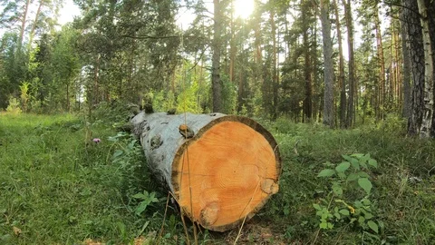 A sawn tree in the forest. Tree trunk in the summer forest. Stock Footage 100666821