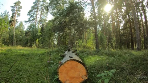A sawn tree in the forest. Tree trunk in the summer forest. Stock-Footage 100666925