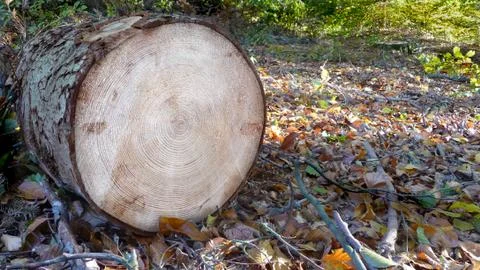 A sawn tree in the forest. Trunk. Stock Photos