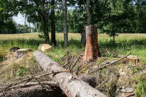 Sawn tree on the ground with pruned branches, a stump next to it Foto stock