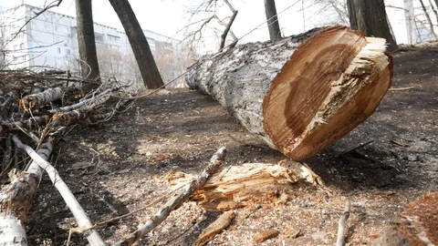 A sawn tree lies on bare ground Stock Footage 123063929