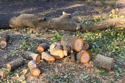 The sawn tree into logs lie in a random order. Stock Photos