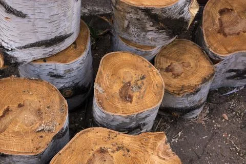 A sawn tree, logs lying on the ground Stock Photos