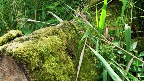 Sawn tree with moss Stock Footage 215644685