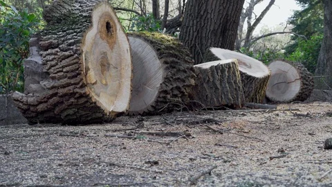 Sawn tree in the old park Stock Footage 99702468
