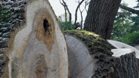 Sawn tree in the old park Stock Footage 99702682