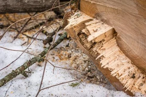 Sawn tree Stock Photos