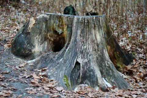 Sawn off tree Stock Photos