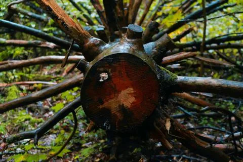 Sawn tree Foto stock