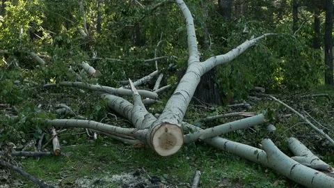 Sawn tree. Poplar Stock Footage 115330078