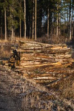 Sawn tree stand in the forest next to the road. Deforestation in world. Stock Photos