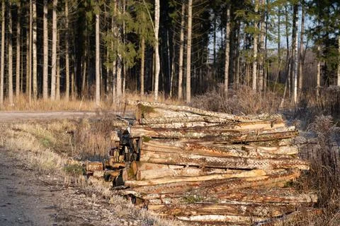 Sawn tree stand in the forest next to the road. Deforestation in world. Stock Photos