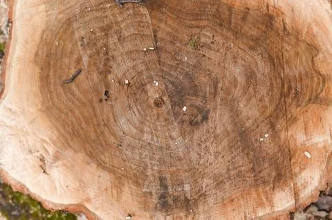 A sawn tree stump. close-up view from above. Stock Photos