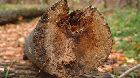 Sawn off tree trunk in autumn Stock Footage 154956838