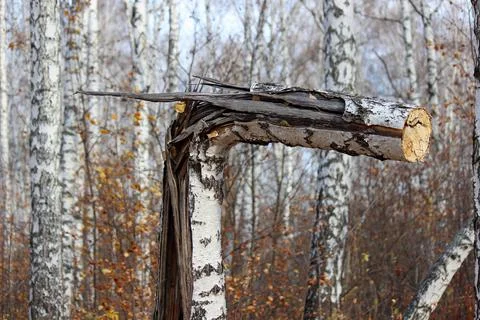 Sawn tree trunk broken by the wind Stock Photos