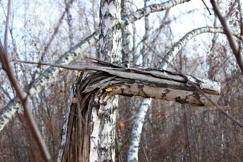 Sawn tree trunk broken by the wind Foto stock