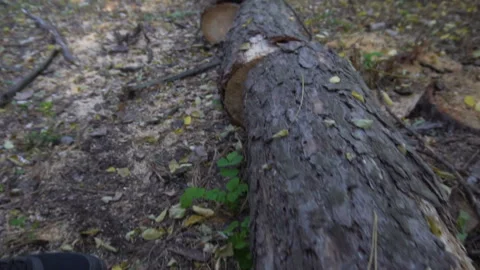 Sawn tree trunk in the forest  slow Video stock 100975409