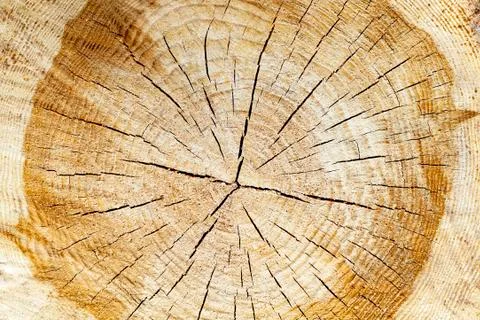 Sawn tree trunk Stock Photos