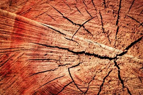 Sawn tree trunk Stock Photos