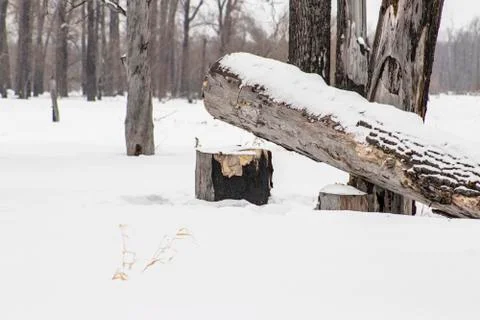 Sawn tree trunk. Stock Photos