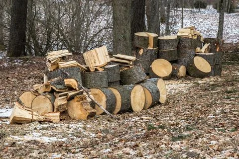 Sawn tree trunks for firewood Stock Photos