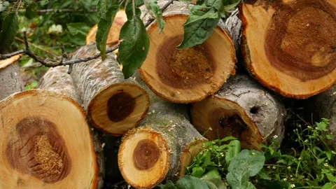 Sawn tree trunks with leaves lie on the ground. The concept of cutting down Stock Footage 296121250
