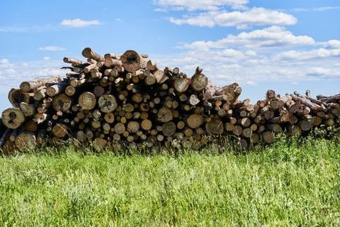 Sawn tree trunks lie in a large pile. Timber harvesting Stock-Fotos