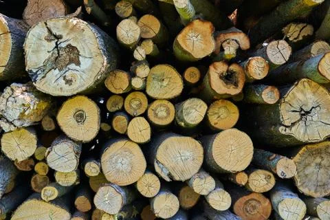 Sawn tree trunks lie in a large pile. Timber harvesting Foto stock
