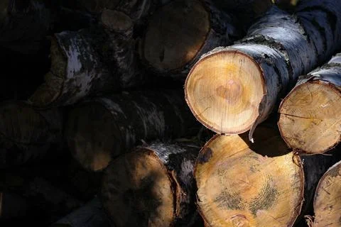 Sawn tree trunks lie on top of each other Foto stock