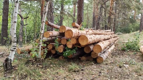 Sawn trees in the forest on the ground. Pile of pine logs, timber. Stock Footage 287289270