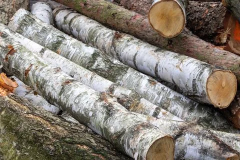 Sawn trees from the forest. Log trunks pile, the logging timber forest wood.. Stock Photos