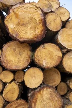 Sawn trees from the forest. Logging timber wood industry. Foto stock