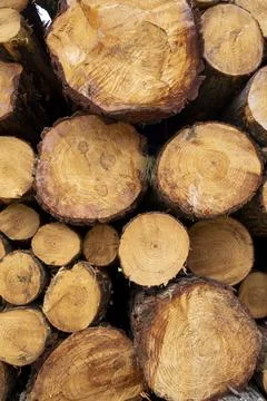 Sawn trees from the forest. Logging timber wood industry. Stock Photos
