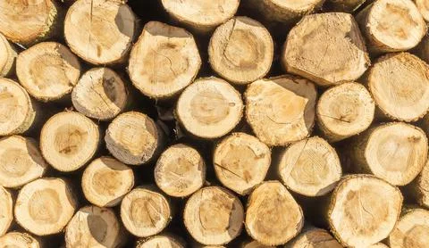 Sawn trees from the forest. Stock Photos
