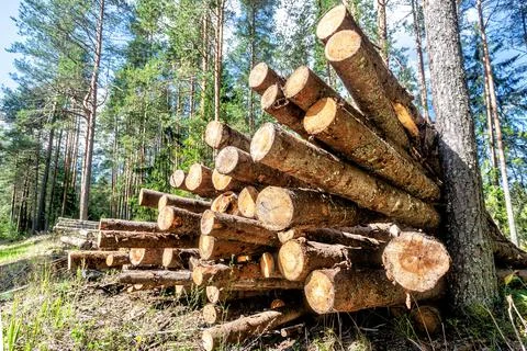 Sawn trees in the forest in summer Stock Photos
