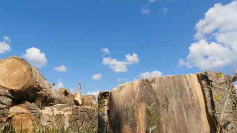 Sawn trees. Thick trunks of pine. The camera is in motion. Blue sky with white Stock Footage 120131084