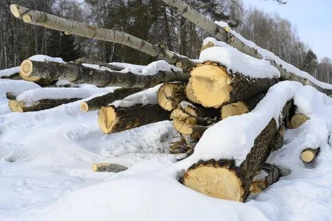 Sawn trees under a layer of snow in the forest in winter Foto stock