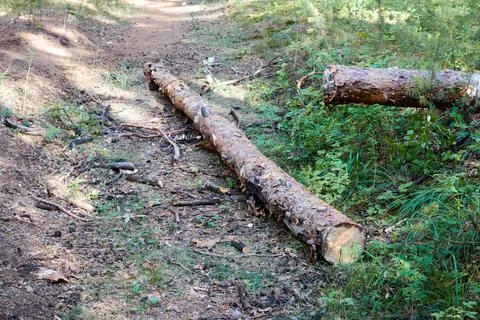 The sawn trunk of a fallen pine tree Stock Photos