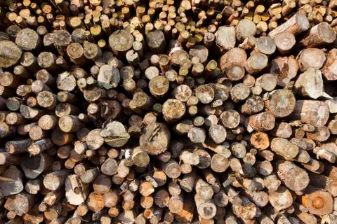 Sawn wood background Stock Photos