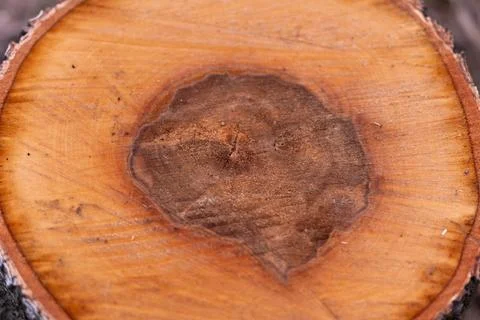Sawn wood texture abstract slice with concentric rings, minimal surface study Foto stock