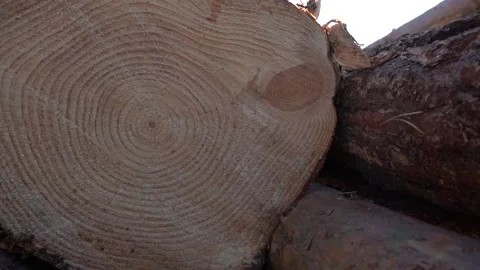 Sawn wood texture in motion. Stock Footage 142985181