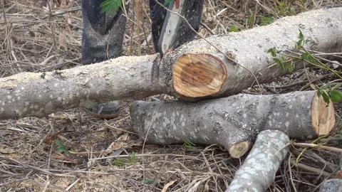 Saws cutting large trees with video HD Stock Footage 107779114