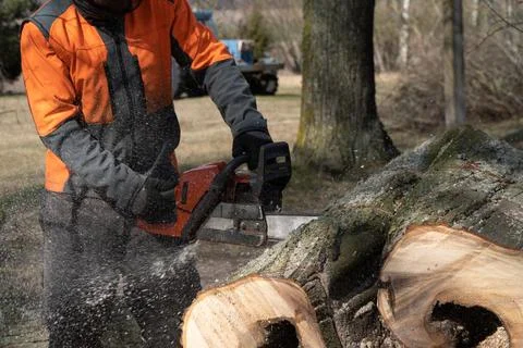 Saws a fallen tree into pieces Stock Photos