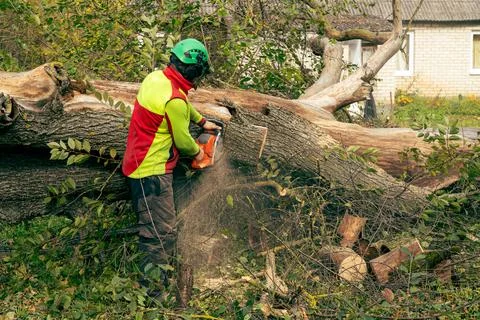 Saws a fallen tree into pieces Stock Photos
