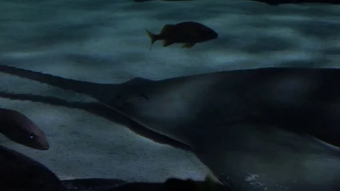 Sawtooth shark - sawfish Stock Footage 80743871