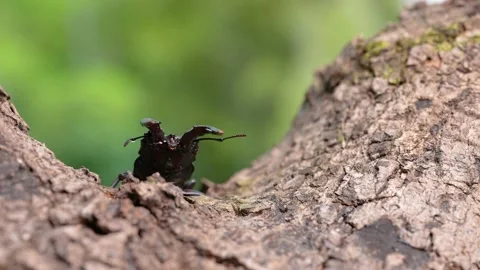 Sawtooth stag beetle Video stock 238528538
