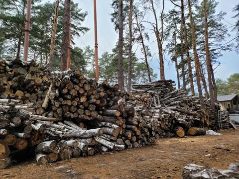 Sawwill in the forest Stock Photos