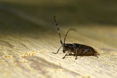 Sawyer beetle Stock-Fotos