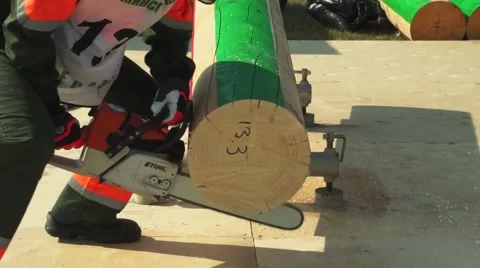 Sawyer trees Stock Footage 68324471